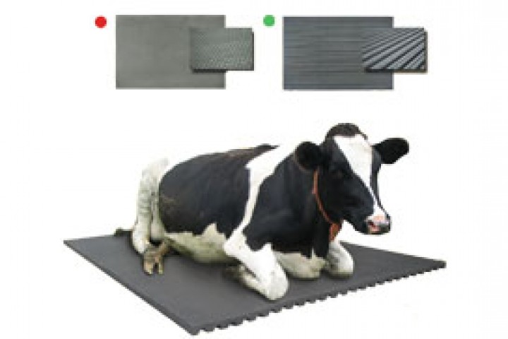 calf sitting on the animal mat
